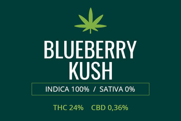 Marijuana Blueberry Kush