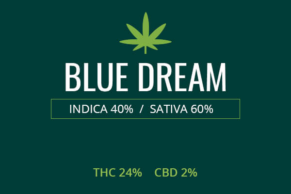 Marijuana Blue Dream