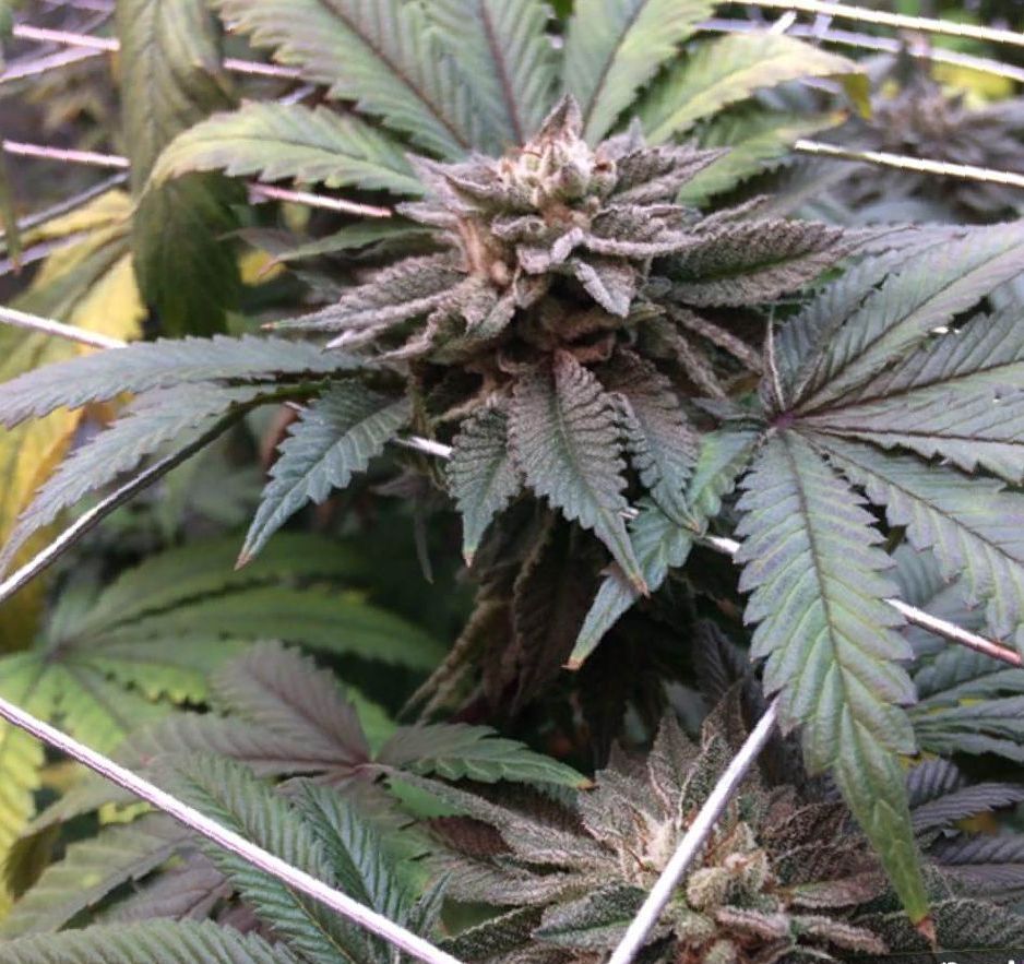 grow Master Kush cannabis