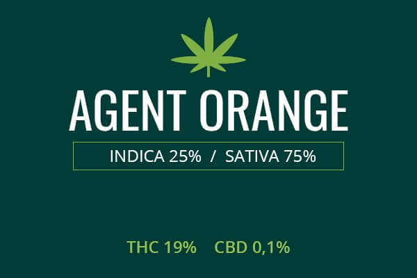 Marijuana Agent Orange Strain Review Leaf Expert