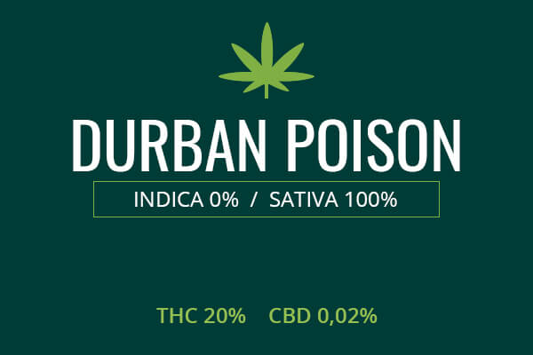 Marijuana Durban Poison