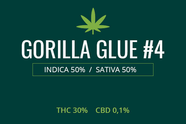 Marijuana Gorilla Glue #4