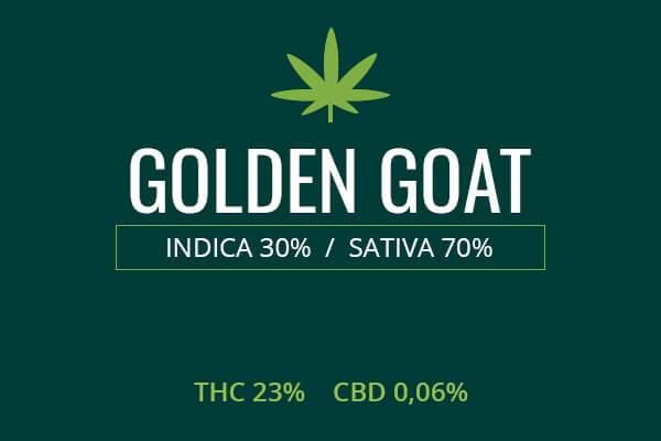 Marijuana Golden Goat