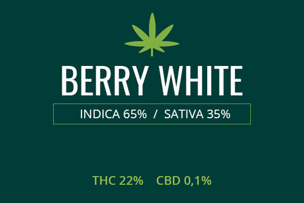 Marijuana Berry White