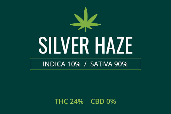 Marijuana Silver Haze