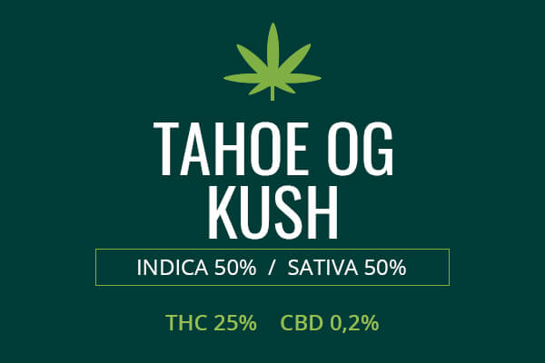 Marijuana Tahoe OG Kush