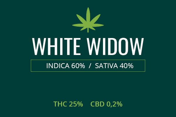 Marijuana White Widow
