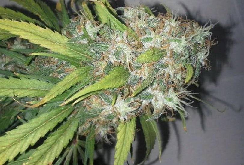 Cannabis Agent Orange strain