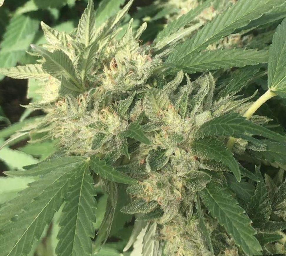 grow marijuana Gorilla Glue 4 strain