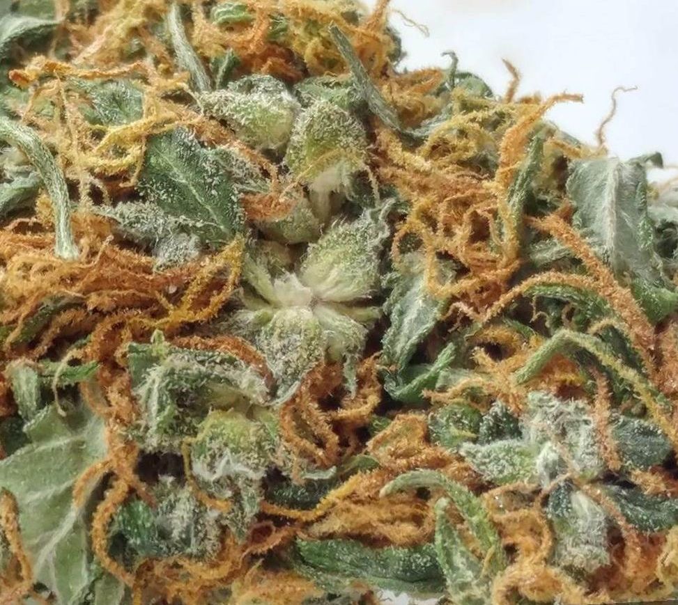 cannabis Silver Haze strain