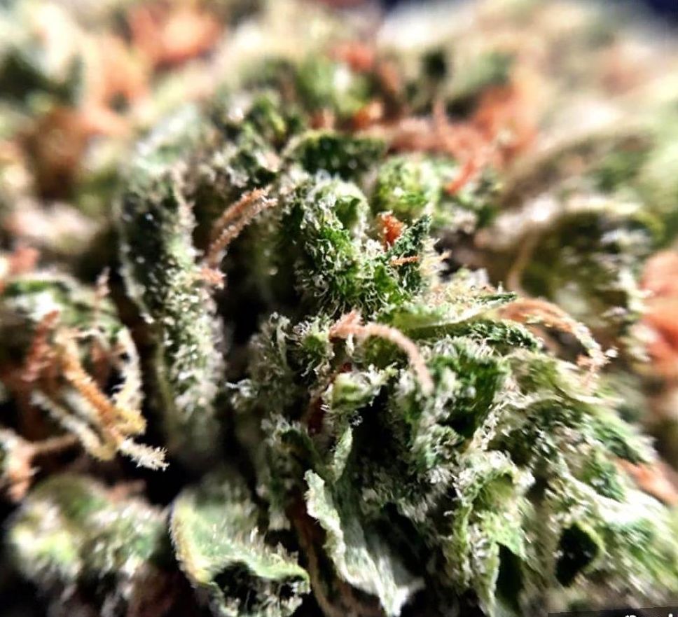 Cannabis Durban Poison strain
