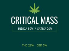 Marijuana Critical Mass