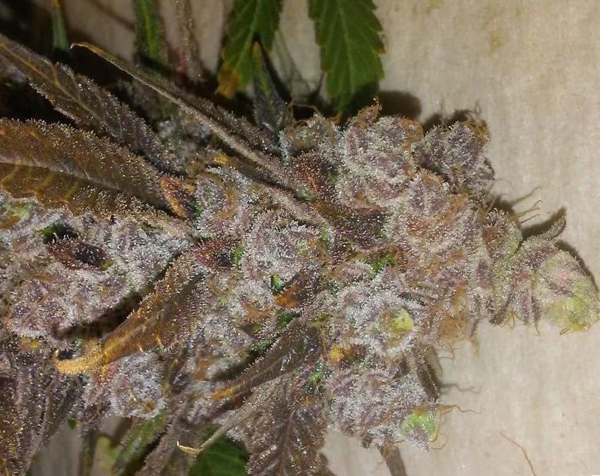 Sweet Tooth weed Strain