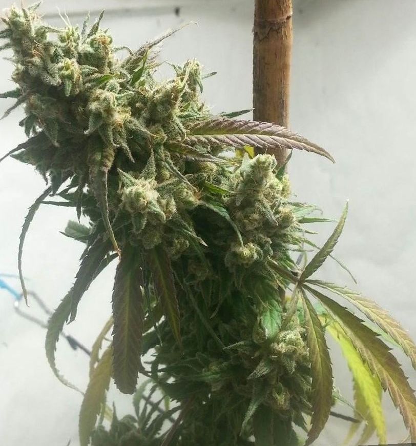 ACDC Strain cannabis growing