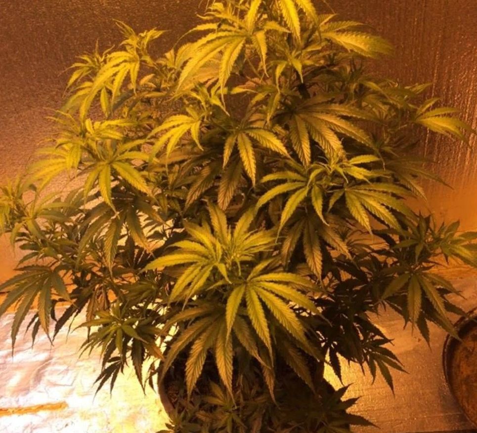 Dutch Treat Strain marijuana growing