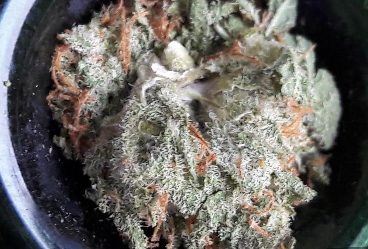 White Russian Strain cannabis grow