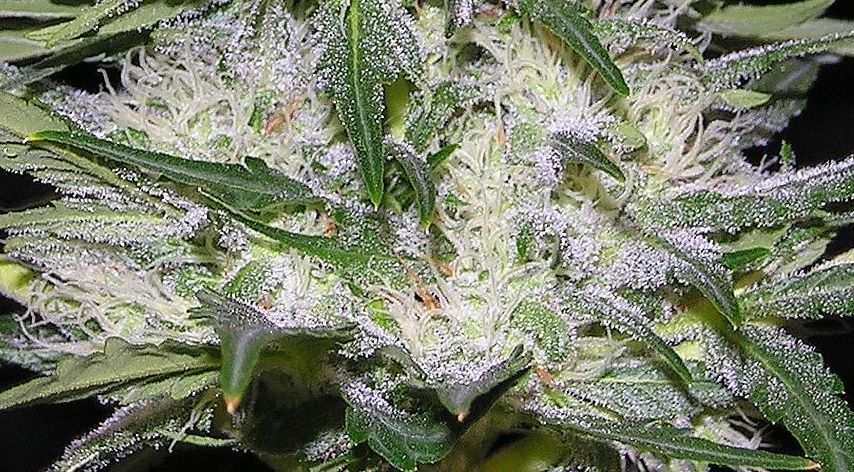 whitepowdery mildew on cannabis