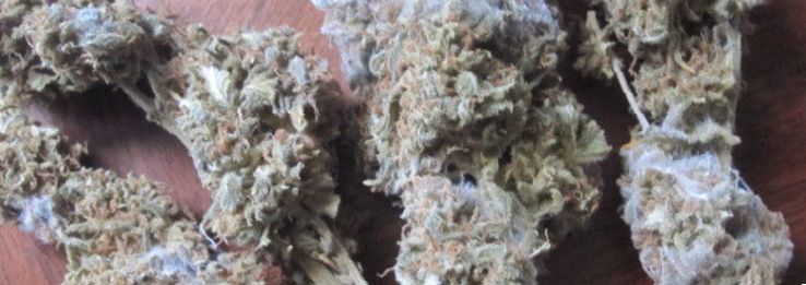 moldy marijuana