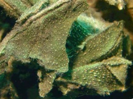 marijuana contaminants come under microscope