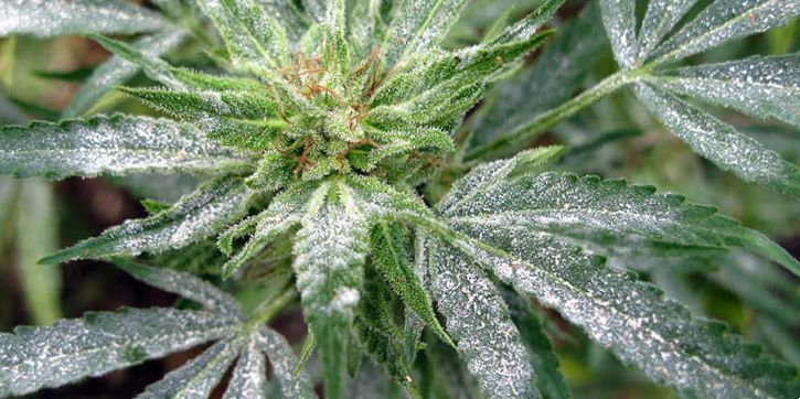 white powdery mildew on cannabis