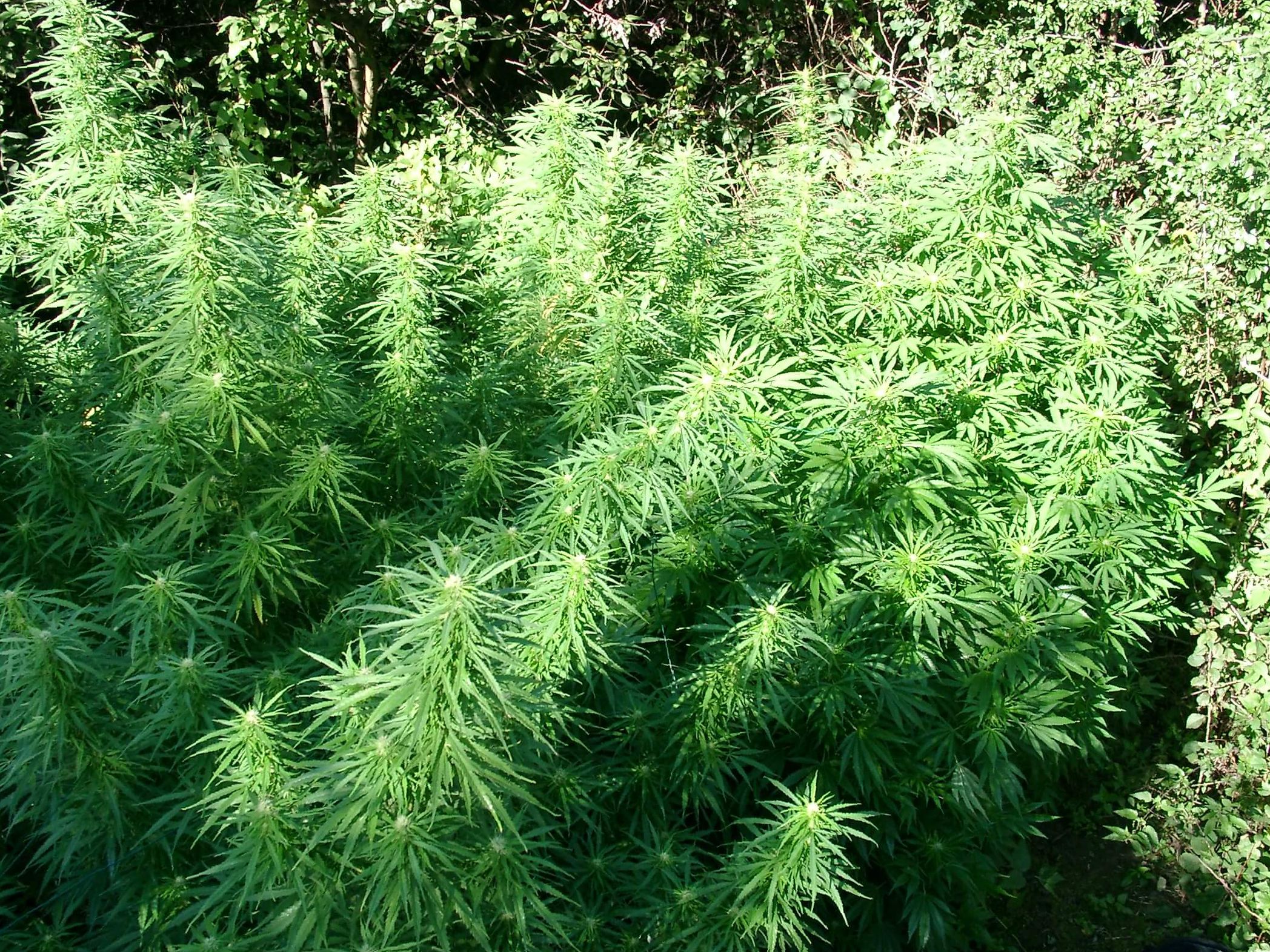 Soil for Marijuana