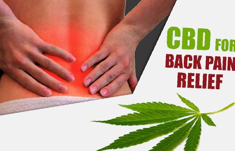 CBD Oil for Back Pain - Leaf Expert