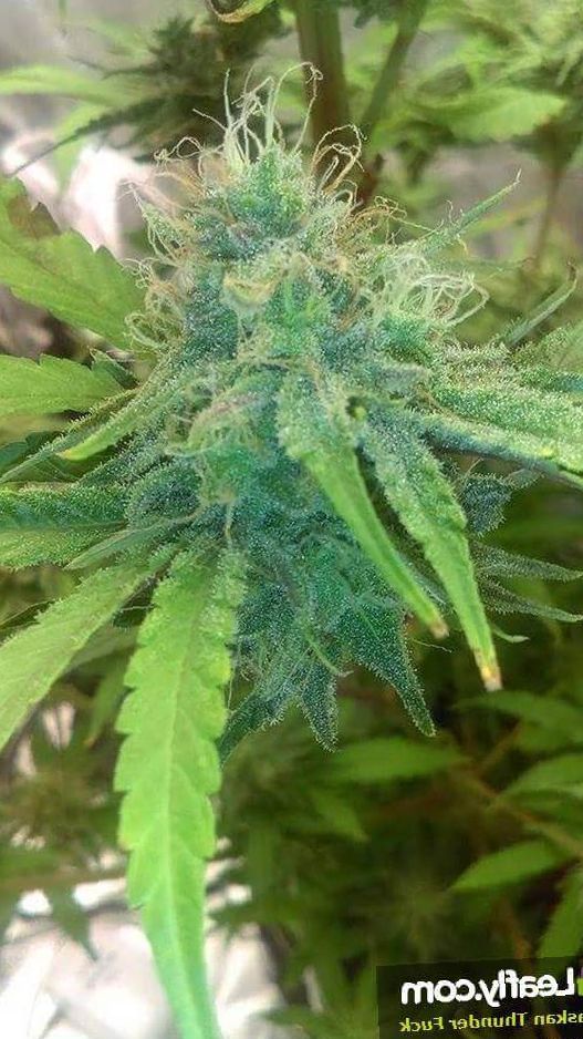 Alaska Thunderfuck strain weed review