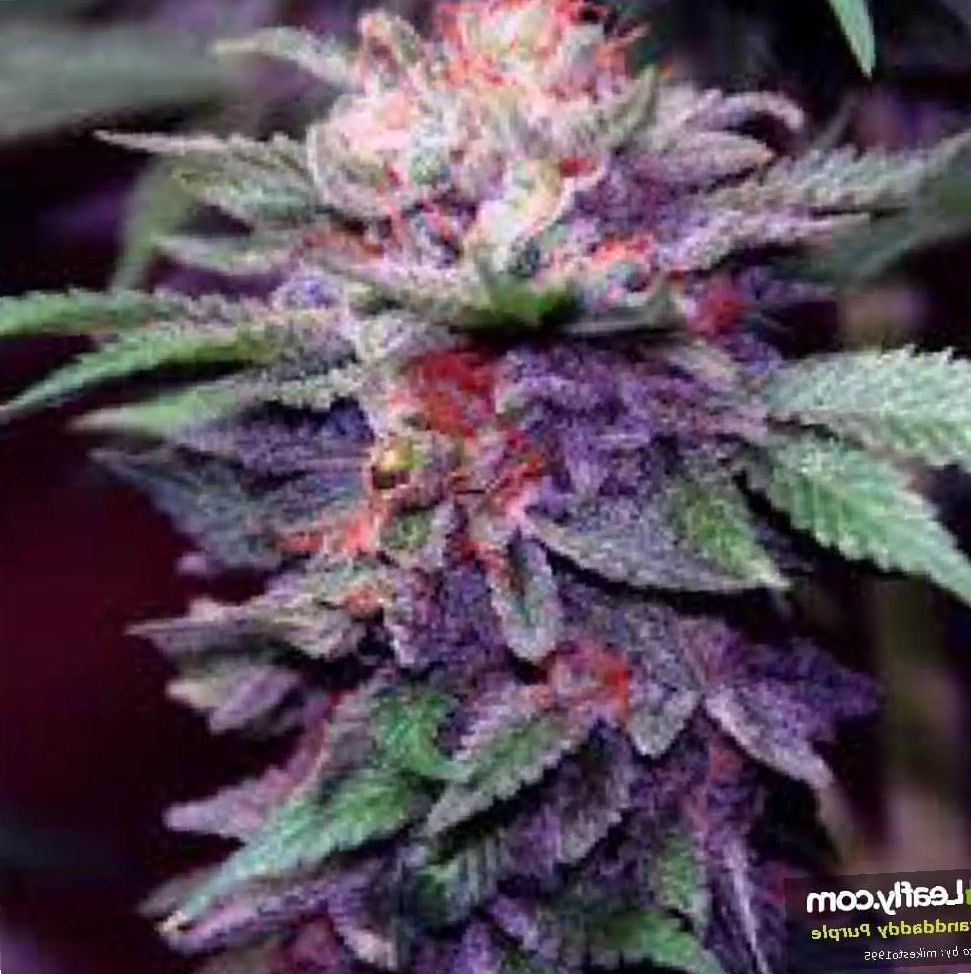 Granddaddy Purple marijuana grow