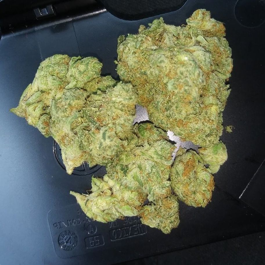 Mimosa_cannabis_photo
