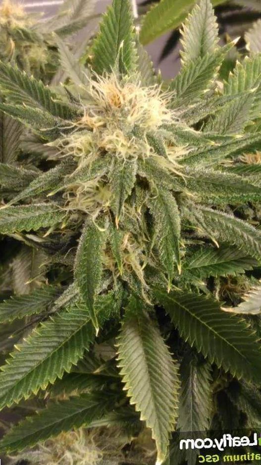 Platinum Cookies cannabis growing