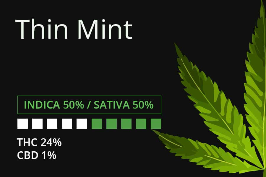 Marijuana Thin Mint Strain Review Leaf Expert