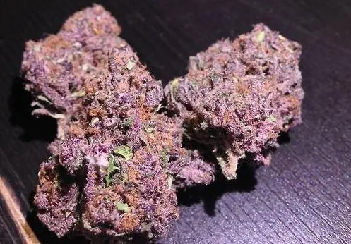 PurpleUrkle_Strain_weed_photo