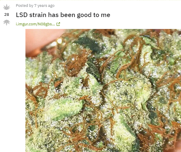 LSD_Strain _weed_review