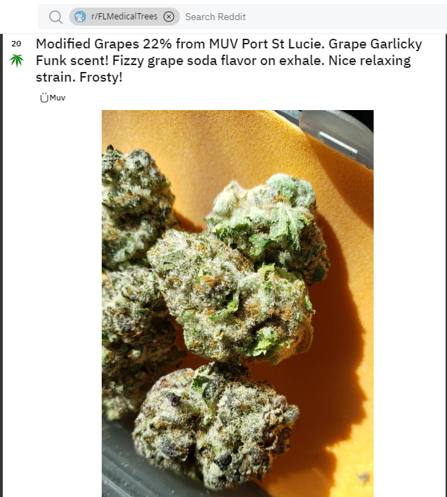 Modified_Grapes_Strain_marijuana_review_2
